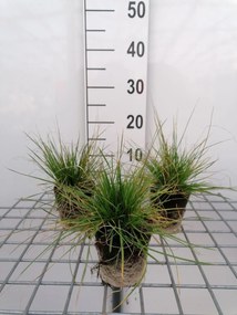 Deschampsia cespitosa - biopot diameter 8 cm