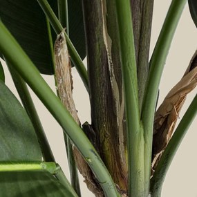 Kunstplant Sterlitzia
