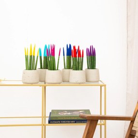 Sansevieria VELVET TOUCHZ - Geel - Lichtblauw - Roze - Blauw - Rood - Paars