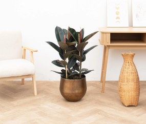 Ficus Abidjan struik - 100cm