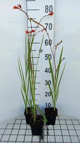 Crocosmia 'Fire King' - pot 9x9 cm -