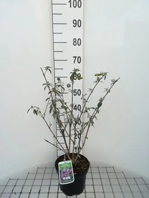Buddleja davidii 'Pink Delight' - pot - 40-60 cm -