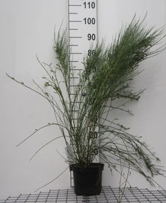 Cytisus x praecox - pot - 40-60 cm