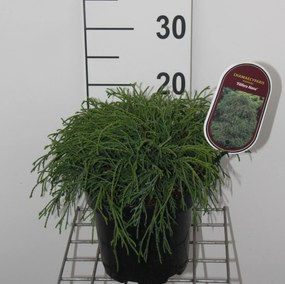 Chamaecyparis pisifera 'Filifera Nana' - pot - 25-30 cm