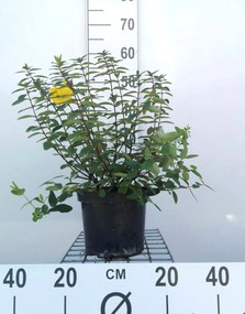 Hypericum x dummeri 'Peter Dummer' - pot - 30-40 cm -