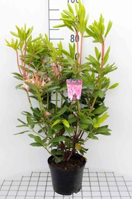 Rhododendron 'Roseum Elegans' - pot - 40-50 cm