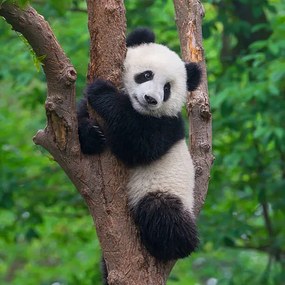 Foto Cute panda bear climbing in tree, Hung_Chung_Chih