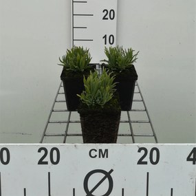 Lavandula angustifolia 'Dwarf Blue' - pot 9x9 cm (Lavendel 'Dwarf') -