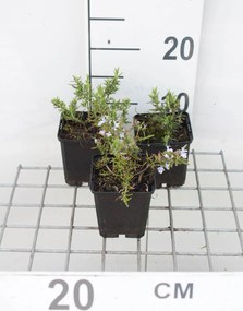 Rosmarinus officinalis 'Capri' - pot 9x9 cm