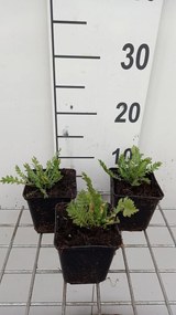 Achillea filipendulina 'Parker's Variety' - pot 9x9 cm