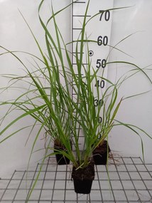 Pennisetum alopecuroides 'National Arboretum' - pot 9x9 cm