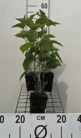 Saururus cernuus - pot 9x9 cm -