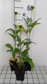Echinacea 'Harvest Moon' - pot 9x9 cm -