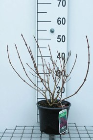Weigela florida 'Nana Purpurea' - pot - 30-40 cm