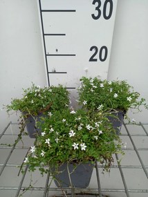 Isotoma fluviatilis 'Alba' - pot 9x9 cm -