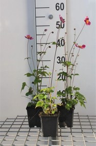 Anemone hupehensis 'Splendens' - pot 9x9 cm -
