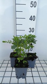 Baptisia australis 'Alba' - pot 9x9 cm -