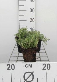 Sedum album 'Coral Carpet' - pot 9x9 cm -