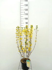 Forsythia x intermedia 'Spectabilis' - pot - 50-60 cm -