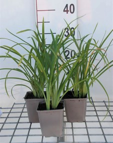 Hemerocallis'Crimson Pirate'- pot 9x9 cm