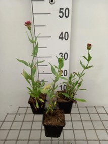 Centranthus ruber 'Rosenrot' - pot 9x9 cm -