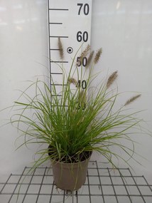 Pennisetum alopecuroides 'Hameln Gold' - pot 3L
