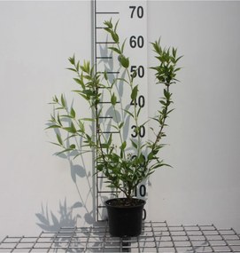 Deutzia gracilis - pot - 25-30 cm -