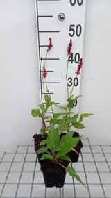 Persicaria amplexicaulis 'Speciosa' - pot 9x9 cm -