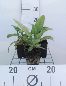 Echinops ritro - pot 9x9 cm -