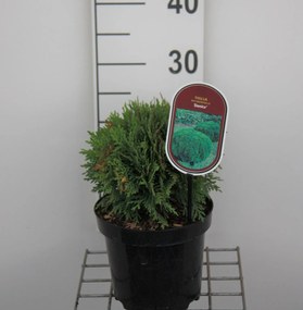 Thuja occidentalis 'Danica' - pot - 20-25 cm
