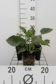 Rudbeckia fulgida'Goldsturm'- pot 9x9 cm -