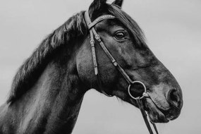 Foto Pferd Warmblut Sportpferd Portrait angeschnitten künstlerisch, Tabitha Arn