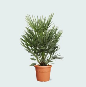 Chamaerops Humilis - 90cm