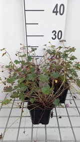 Geranium 'Bremmery' (Orkney Cherry) - pot 9x9 cm