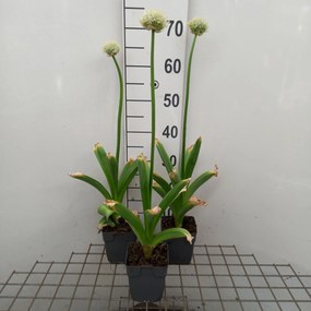 Allium 'Mont Blanc' - pot 1L