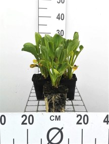 Alisma parviflorum - pot 9x9 cm