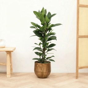 Ficus Cyathistipula struik - 70 cm