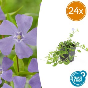 Vinca minor - 20cm