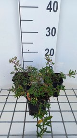 Helianthemum 'Cerise Queen' - pot 9x9 cm