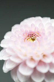 Foto Pink Flower No1, Studio Collection