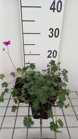 Geranium cinereum var. subcaulescens - pot 9x9 cm