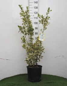 Euonymus japonicus 'Bravo' - pot 10L - 60-80 cm