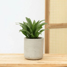 Dracaena fragrans - 25 cm