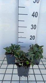 Anaphalis triplinervis 'Sommerschnee' - pot 9x9 cm