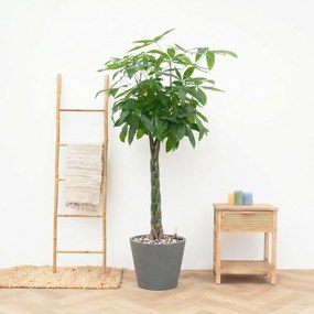 Combi Deal - Pachira Aquatica inclusief pot Bucket - 150cm