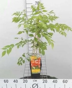 Campsis radicans 'Flamenco' - pot - 50-60 cm -