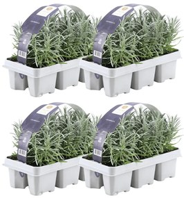 4x set van 6 Lavendel Angustifolia - 15 cm