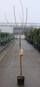 Prunus serrulata 'Kanzan' - pot 10L - geënt op stamhoogte 120 cm