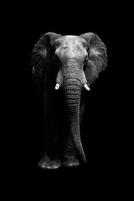 Foto Isolated elephant standing looking at camera, Aida Servi, (26.7 x 40 cm)