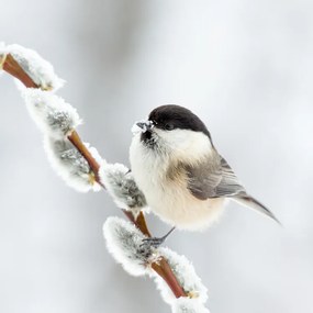 Foto Willow tit in winter., Annie Keizer